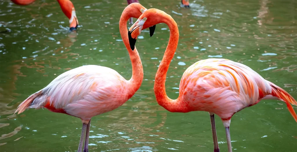 linguaggio-del-corpo-nella-seduzione