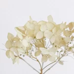 olfatto-sesso-olfattofilia-desiderio-sessuale